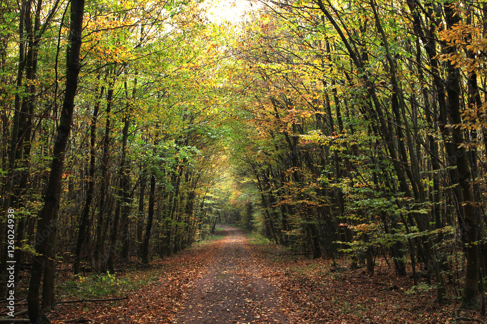 Obraz premium Herbst-Wald