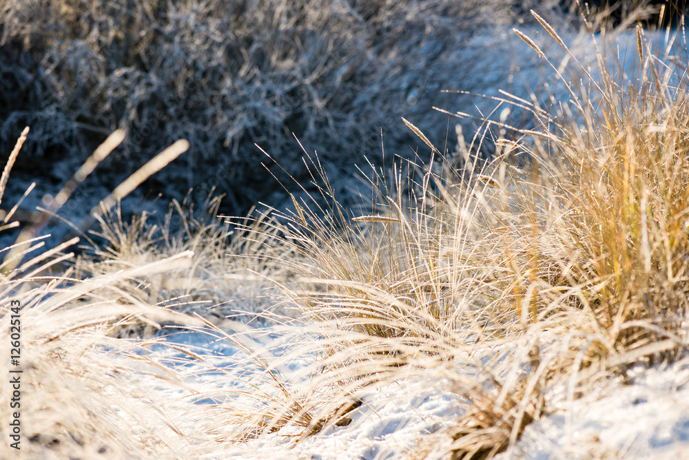 Fototapeta premium cold morning in the field in winter