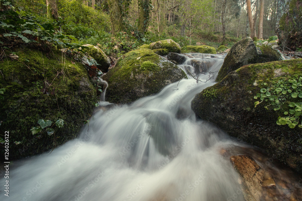 Fototapeta premium Healthy forest river