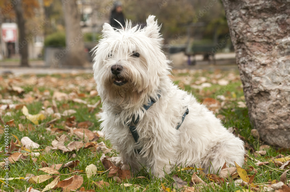 White scottish terrier closeup on fallen autumn leaves ground in park White scottish terrier closeup on fallen autumn leaves ground in park