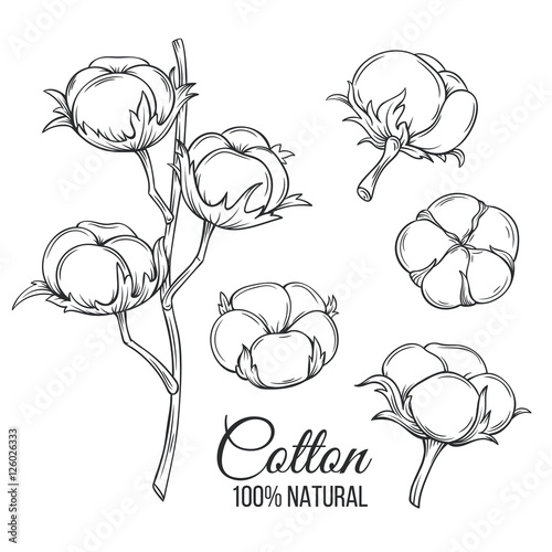 Hand drawn decorative cotton flowers