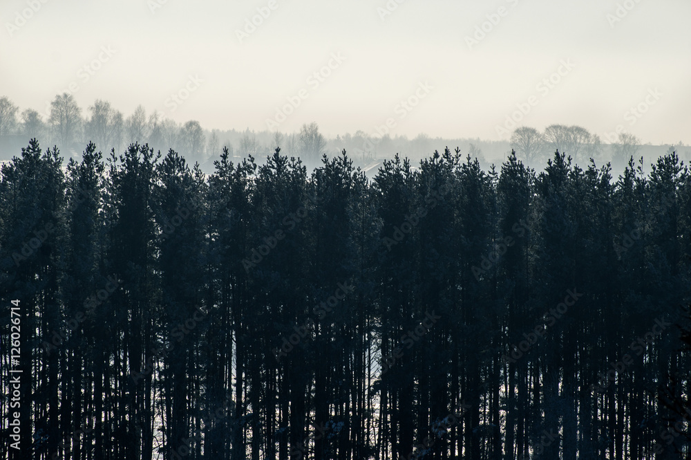 Landscape. The wall of trees in contour light. Tonal perspective. Landscape. The wall of trees in contour light. Tonal perspective.