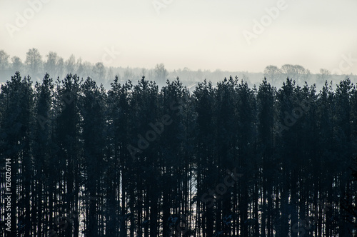 Landscape. The wall of trees in contour light. Tonal perspective.