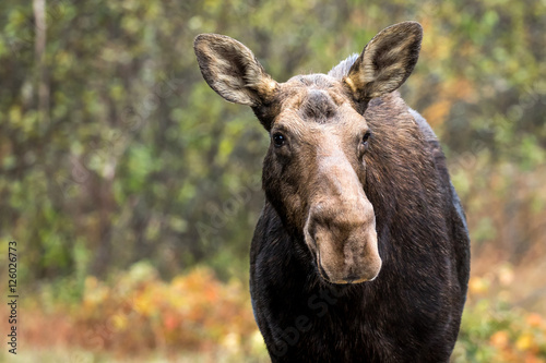 Moose - Alces alces, portrait of a female cow.  Bokeh of autumn colored leaves in the background.