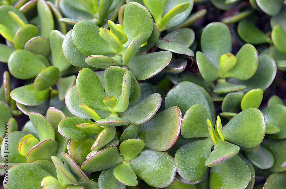 Crassula ovata (Jade Plant,Money Plant) succulent plant close up.Selective focus.Floral background. Crassula ovata (Jade Plant,Money Plant) succulent plant close up.Selective focus.Floral background.