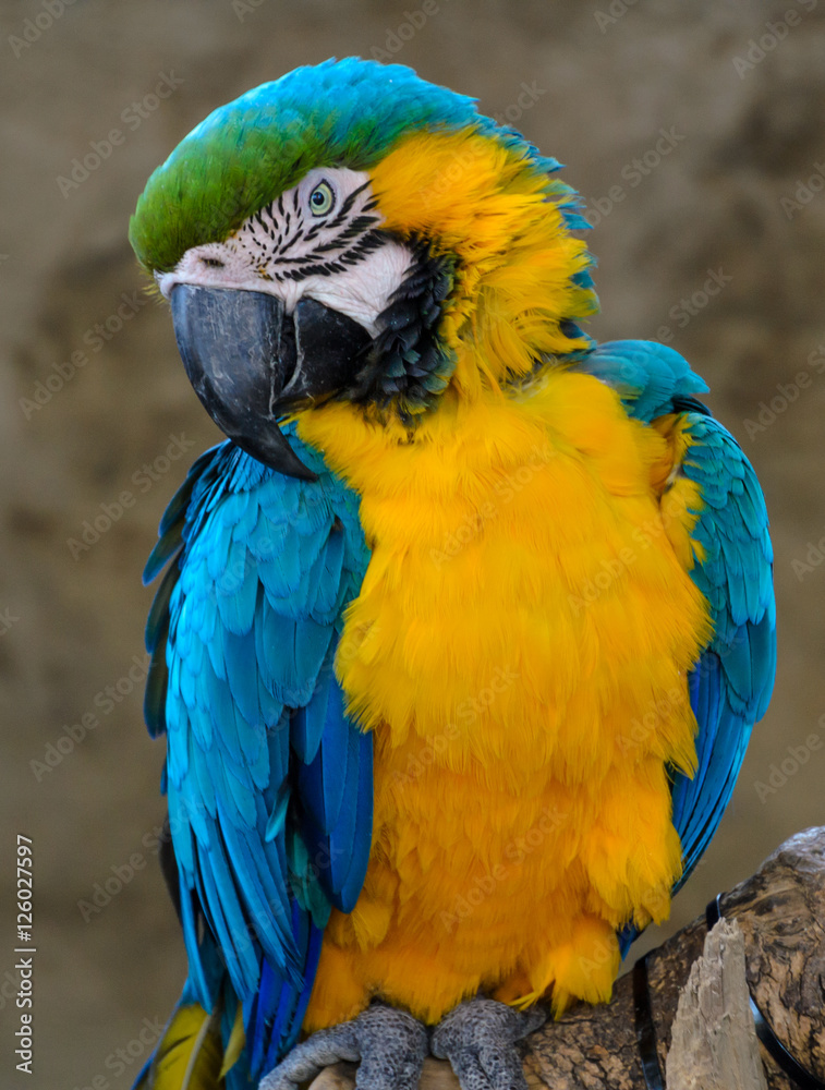 Blue-and-yellow macaw (Ara ararauna), Macaw parrot in a zoo