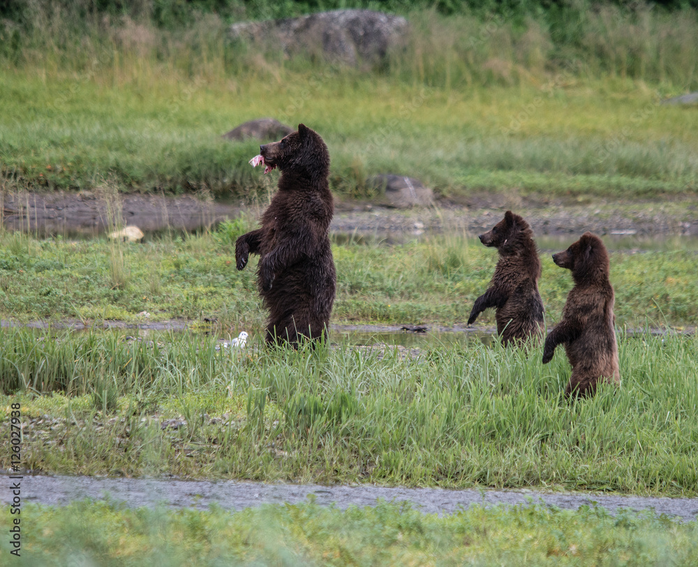 Three Bears Standing at Pack Creek