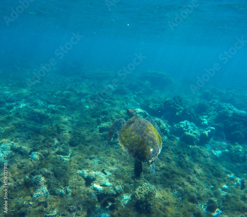Green turtle swimming in blue lagoon of tropic sea