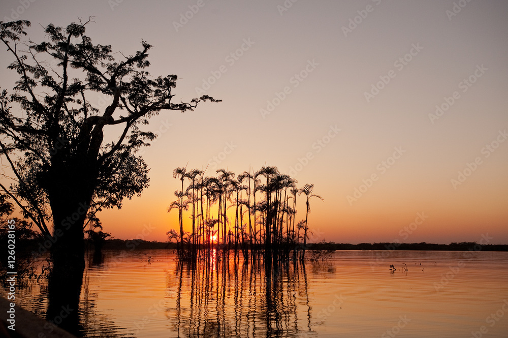 Naklejka premium Drowned Trees, Cuyabeno, Amazon