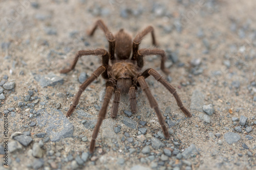 Tarantula - Aphonopelma, Contra Costa County, California, USA, Fall 2016.