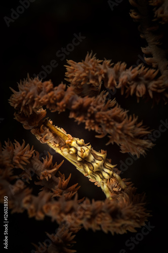 Xeno Crab (Xenocarcinus tuberculatus) on the California Dreamin' divesite, Lembeh Straits, North Sulawesi, Indonesia photo