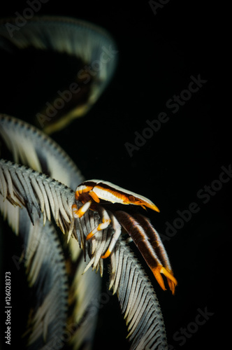 Crinoid squat lobster (Allogalathea elegan) on the Nudi Retreat 1 dive site, Lembeh Straits, North Sulawesi, Indonesia photo