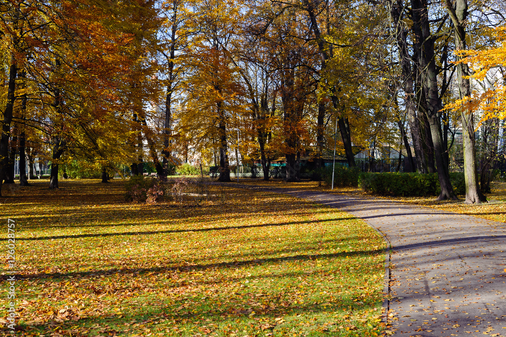 Beautiful autumn park. Autumn in Riga. Autumn trees and leaves. Autumn Landscape.Park in Autumn. Forest in Autumn.