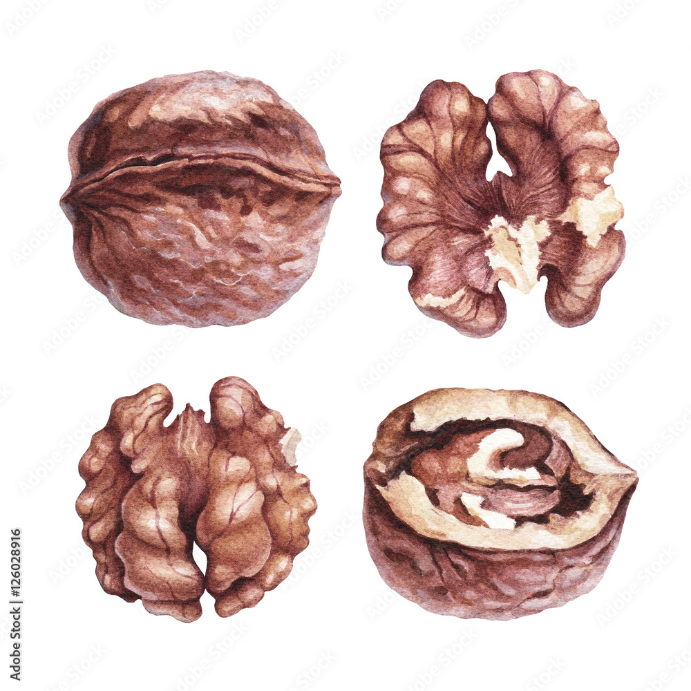 Watercolor illustrations of walnuts Watercolor illustrations of walnuts