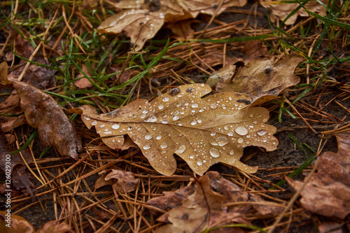 bacground of leafe with raindrops. macro photography of rain drops on oak leaf © Andrey Cherlat