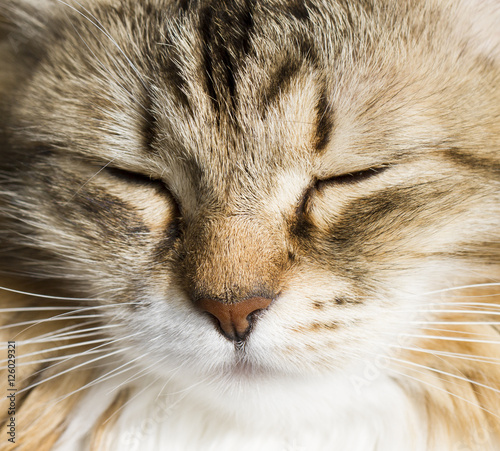 Foreground of a beautiful brown white siberian cat