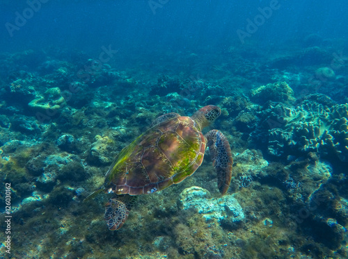 Green sea turtle photo in clean blue water. Sea turtle closeup. © Elya.Q