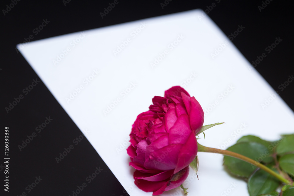 Obraz Beautiful red rose and a blank white sheet of paper