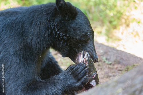 Closeup of Black Bear Eating Salmon, Anan Creek, Alaska photo