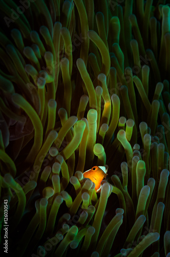 Photo A Clown Anemonefish (Amphiprion percula) peeks out from anemone tentacles on the