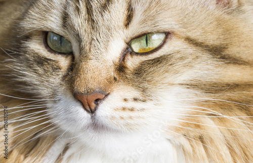 Foreground of a beautiful brown white siberian cat