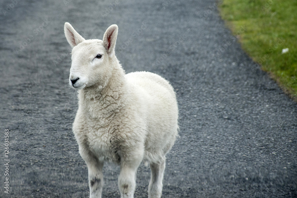 Sheep herd farm on green gras in scotland 3
