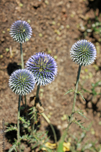 Echinops ritro  or small globe thistle  is incredibly ornamental