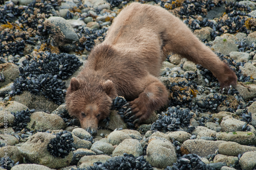 Fototapeta premium Bear Turning Over Beach Rocks for Food Beneath.