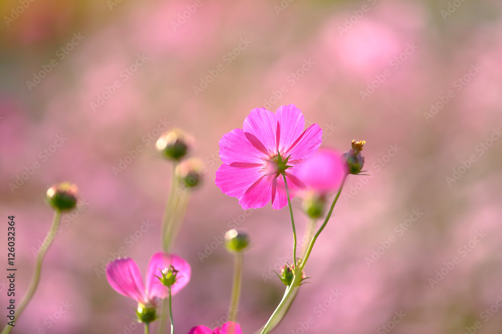 Fototapeta premium コスモス