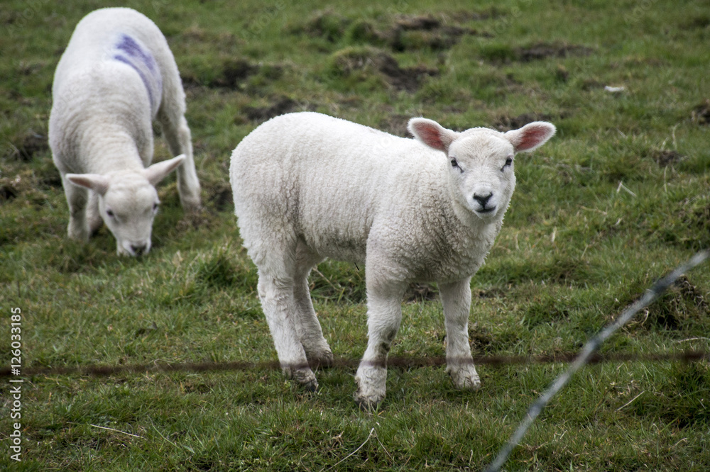 Sheep herd farm on green gras in scotland 5 Sheep herd farm on green gras in scotland 5