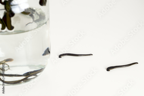Hirudotherapy. Medical leeches