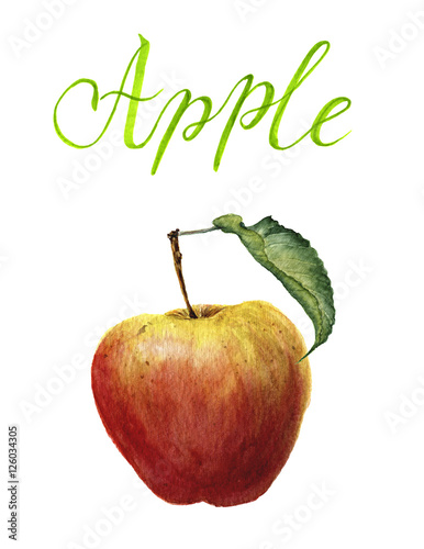 Watercolor apple with leaf and lettering isolated on white background. Botanical illustration
