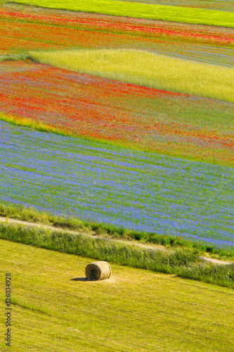 campi coltivati a lenticchia - Castelluccio - Italia photo