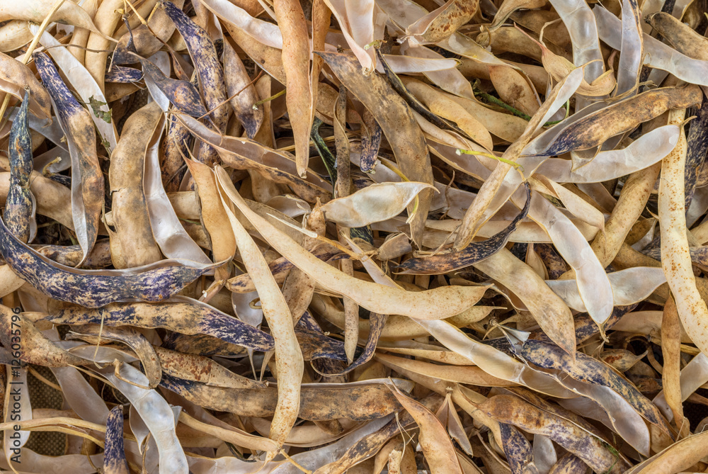 dry bean pods (phaseolus vulgaris), great background or texture for your project dry bean pods (phaseolus vulgaris), great background or texture for your project