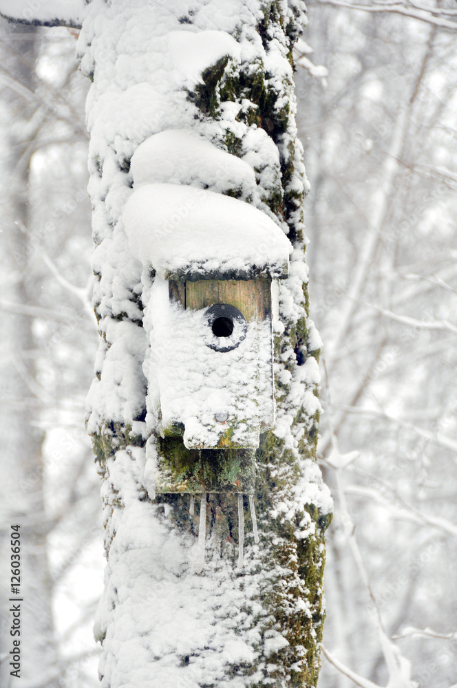 Ett kylig dag i ett litet hus. Ett fågelbo täckt med snö, istappar och ...