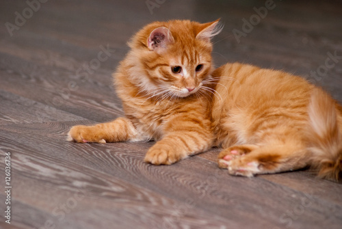 Fototapeta Naklejka Na Ścianę i Meble -  beautiful ginger kitten