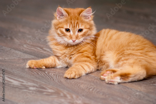 Fototapeta Naklejka Na Ścianę i Meble -  beautiful ginger kitten
