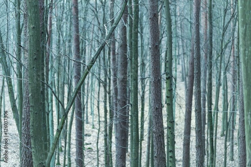 Close up of trees trunks in fall forest