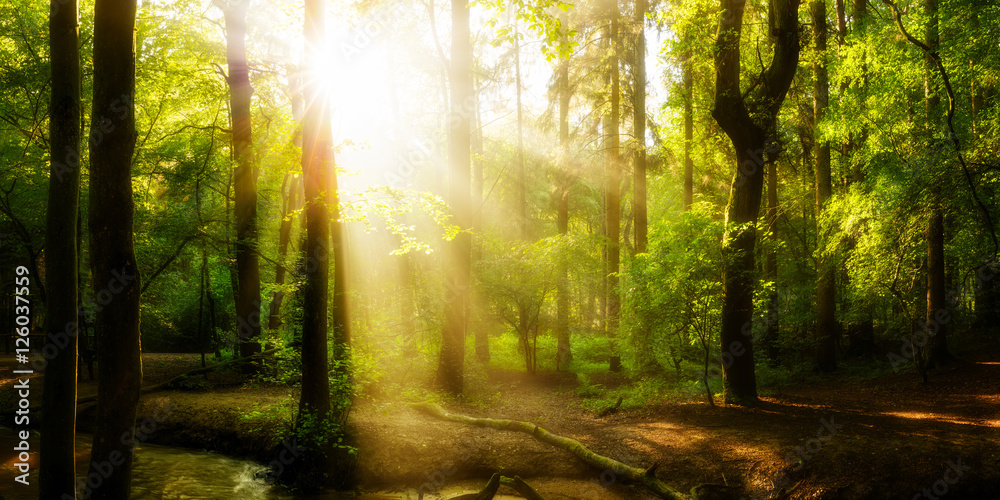 Obraz premium Idyllischer Sonnenaufgang im Wald mit Sonnenstrahlen im Nebel