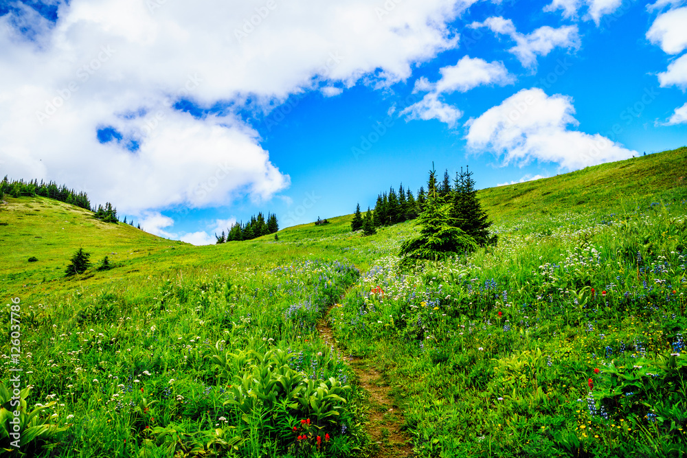 Obraz premium Hiking through the mountain alpine meadows with wild Flowers on Tod Mountain in the Shuswap Highlands of British Columbia, Canada