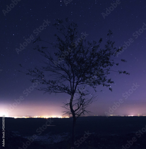 lonely tree photo