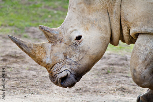 Rhino Headshot