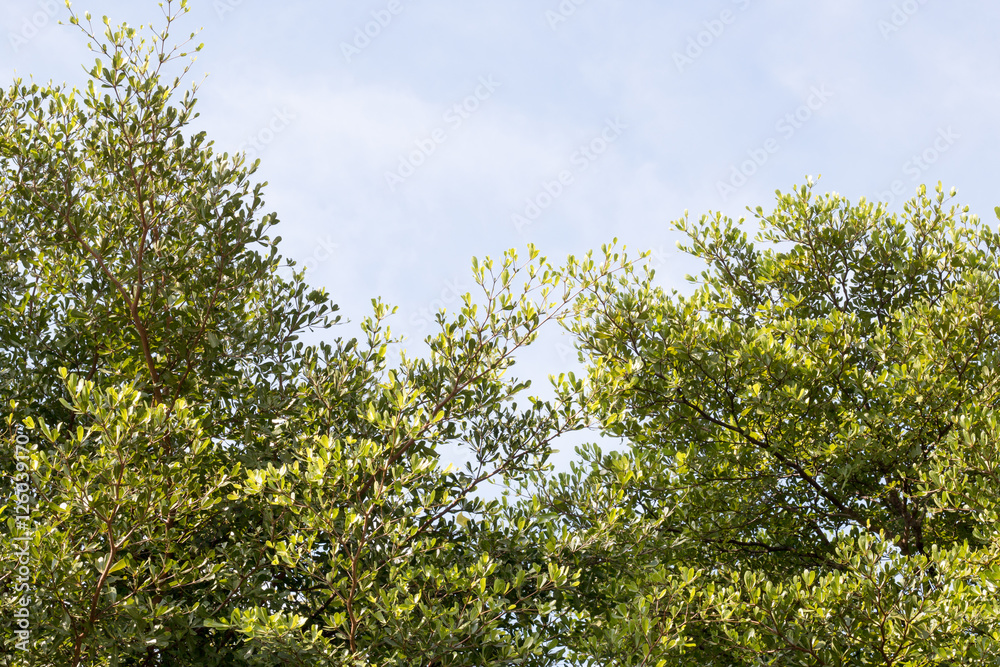 group of green leaf and sky,cloud and blue sky,green leaf from garden,green leaf make oxygen group of green leaf and sky,cloud and blue sky,green leaf from garden,green leaf make oxygen