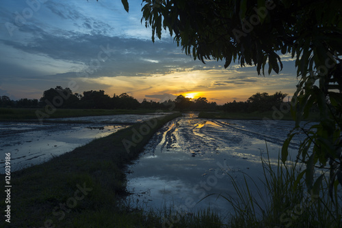 Bilde på lerret Thailand paddy field with sunset