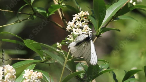 Black-veined White (Aporia crataegi) on a flower photo