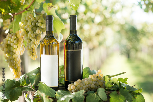 White and red wine bottle, young vine and bunch of grapes against green shining bokeh background, Italy photo