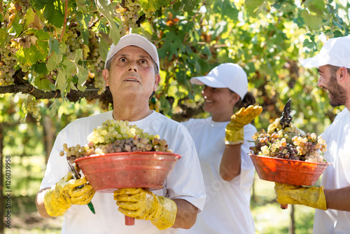 Workers harvesting grapes during the wine harvest, Italy photo