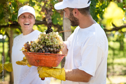 Φωτογραφία Young smiling farmers harvesting grapes during the wine harvest, Italy