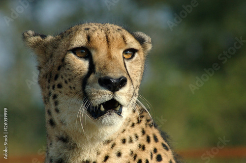 A cheetah in South Africa