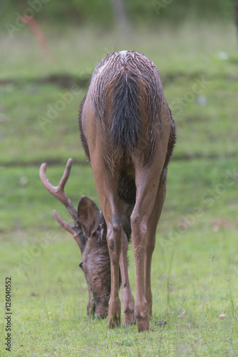 Sambar deer in forest at Kh...